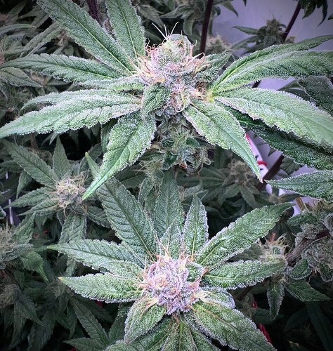 Growreport Bild 7