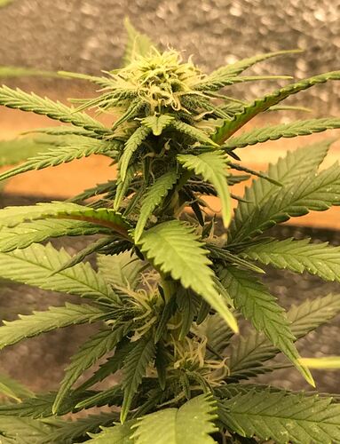 230122_trainwreck_budstick