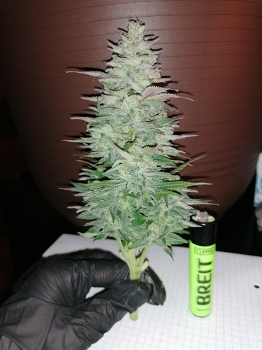 Growreport Bild 5