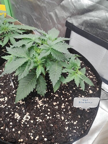 Growreport Bild 4