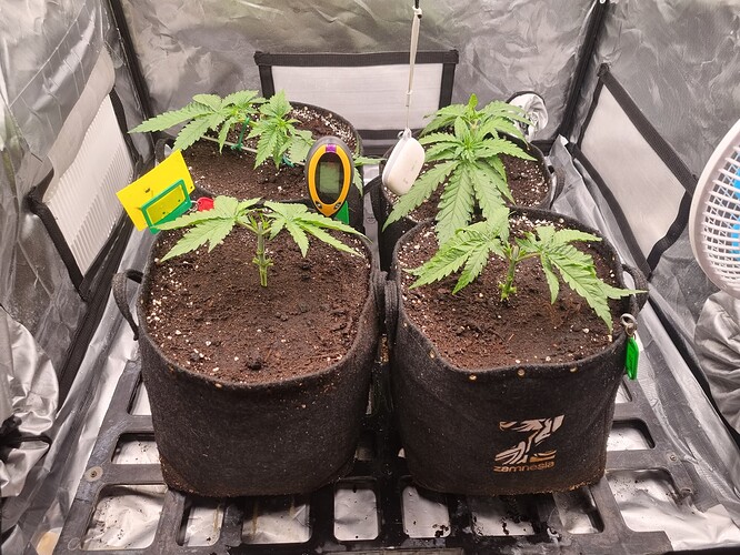 Growreport Bild 19