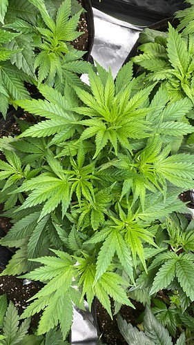 Growreport Bild 17