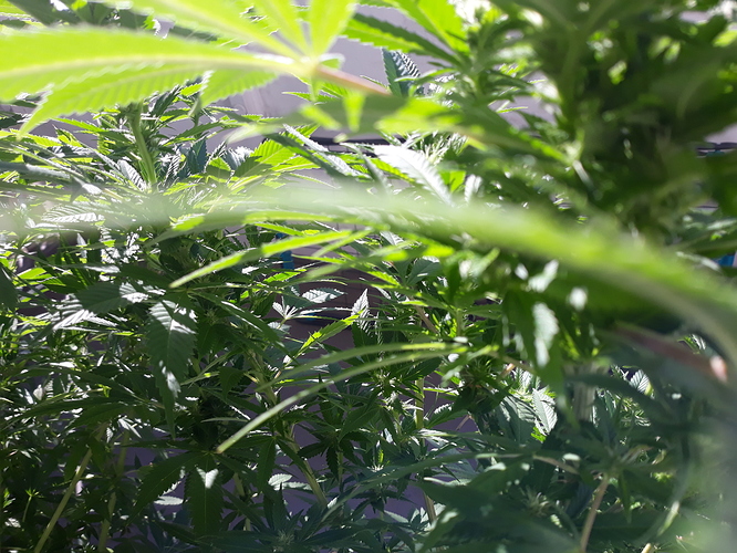 Growreport Bild 3