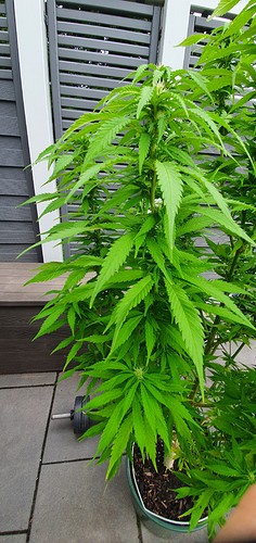 Growreport Bild 3