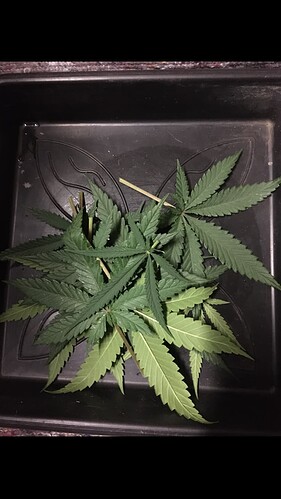 Growreport Bild 15