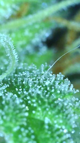 Growreport Bild 9