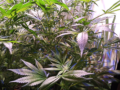 Growreport Bild 4