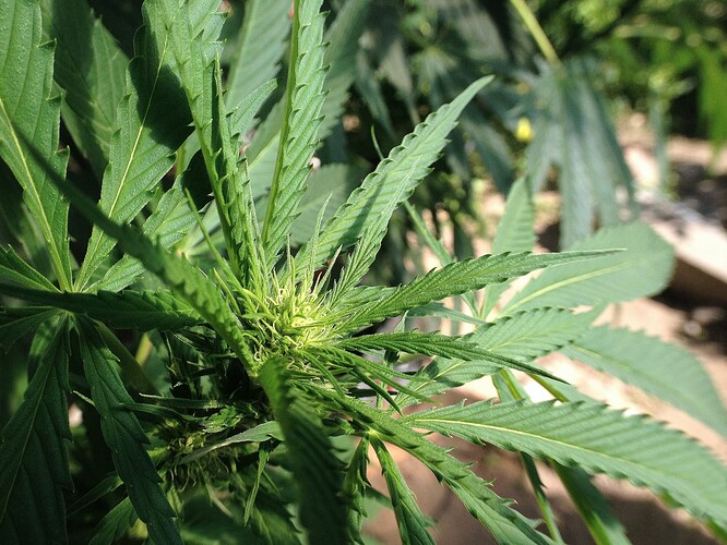 Growreport Bild 1