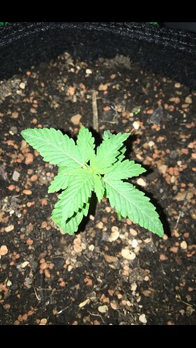 Growreport Bild 4