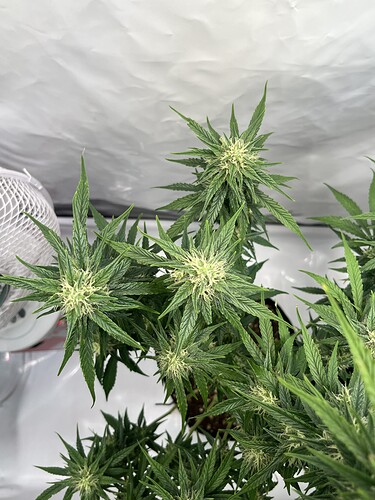 Growreport Bild 37