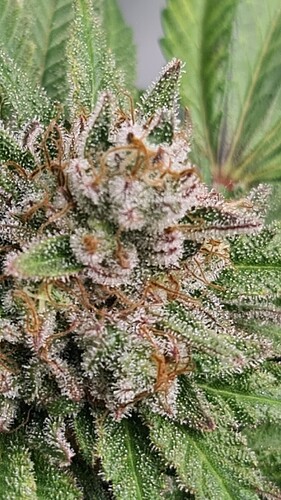 Growreport Bild 19