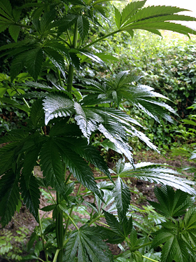 Growreport Bild 5