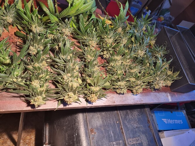 Growreport Bild 7
