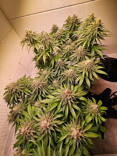 Growreport Bild 23