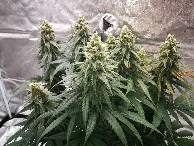 Growreport Bild 8