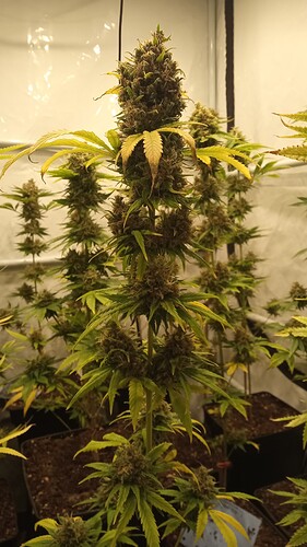 Growreport Bild 30