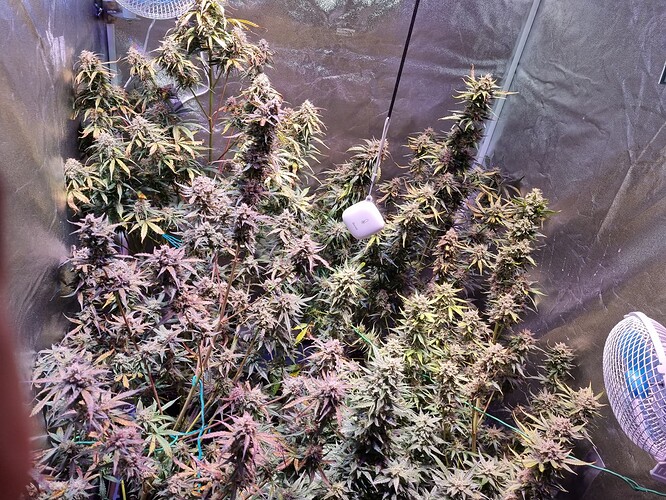Growreport Bild 6