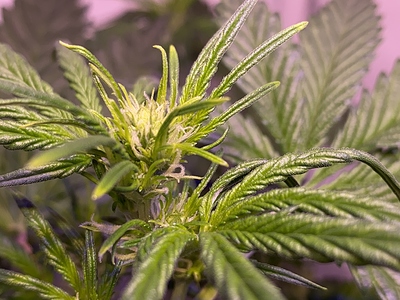 Growreport Bild 2