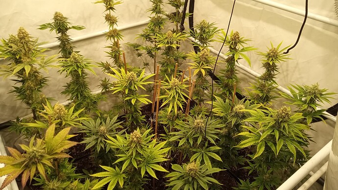 Growreport Bild 8