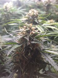 Growreport Bild 2
