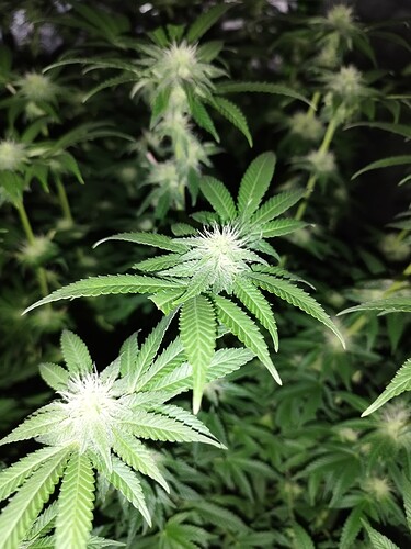 Growreport Bild 3