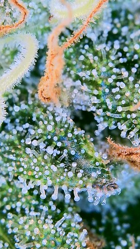 Growreport Bild 9