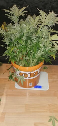 Growreport Bild 35