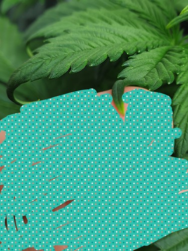 Growreport Bild 7