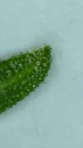 Growreport Bild 5
