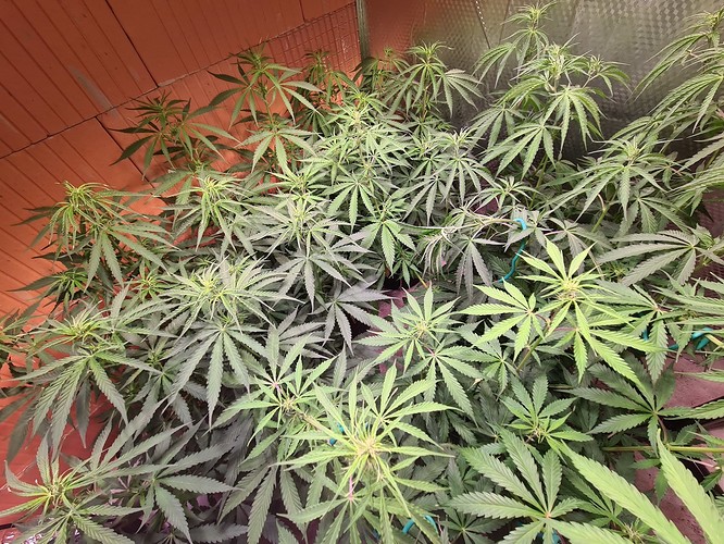 Growreport Bild 9