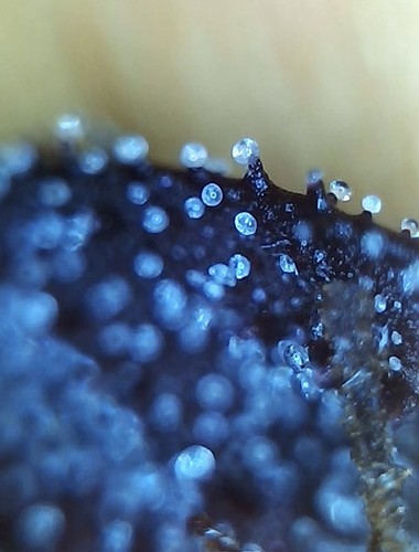 Growreport Bild 9