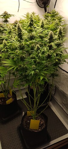 Growreport Bild 1