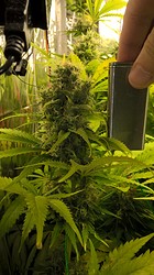 Growreport Bild 1