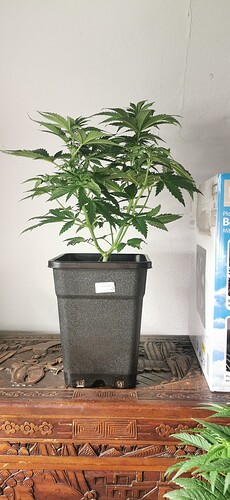 sh2_0603