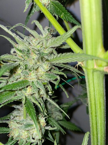 Growreport Bild 23