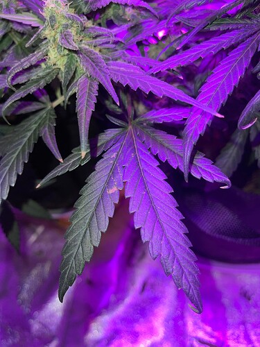 Growreport Bild 1