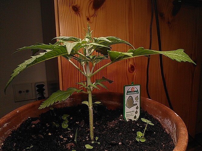 Growreport Bild 1