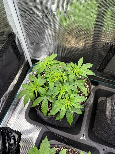 Growreport Bild 7