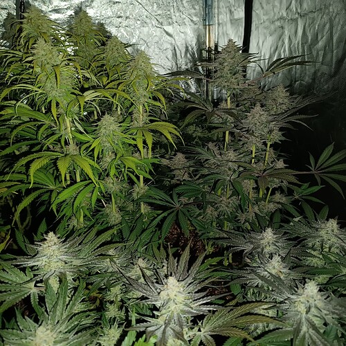Growreport Bild 9