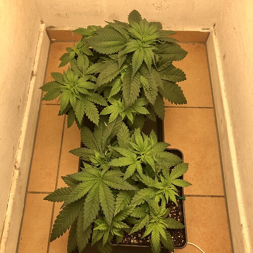Growreport Bild 3