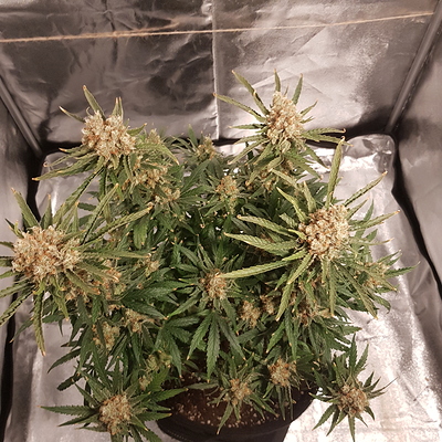 Growreport Bild 15