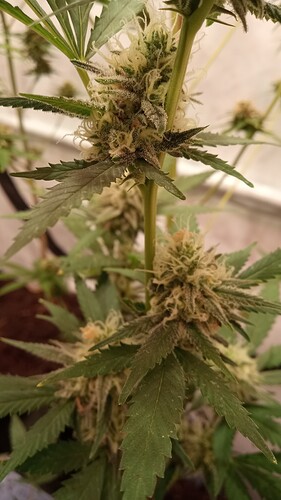 Growreport Bild 45