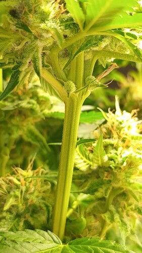 Growreport Bild 8