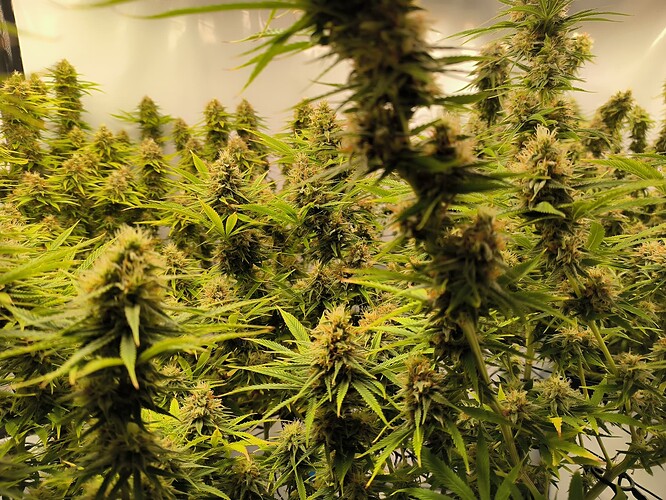 Growreport Bild 6