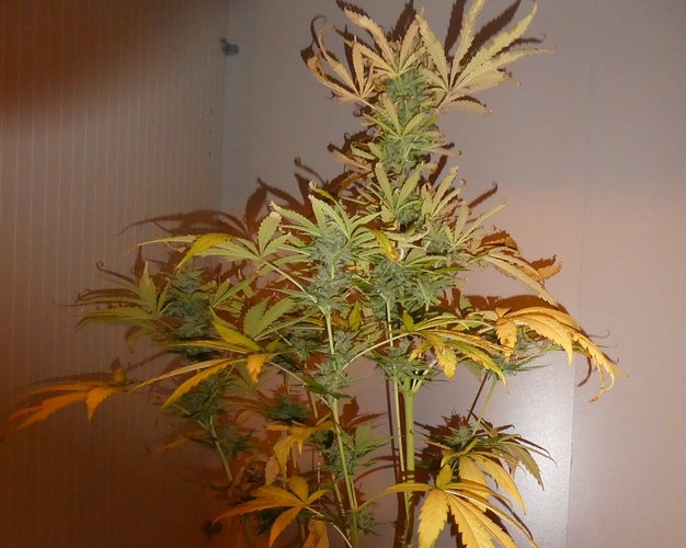 Growreport Bild 1