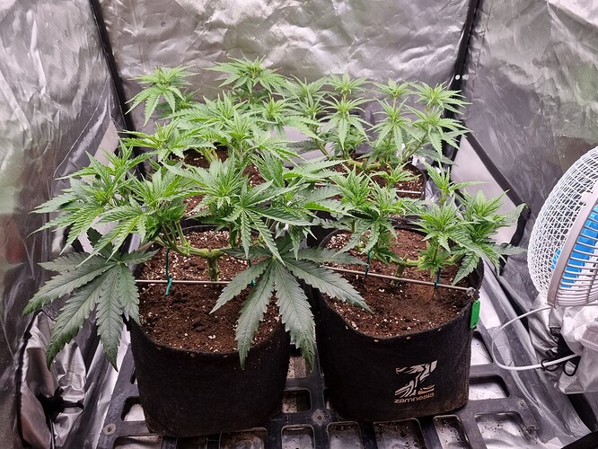 Growreport Bild 15