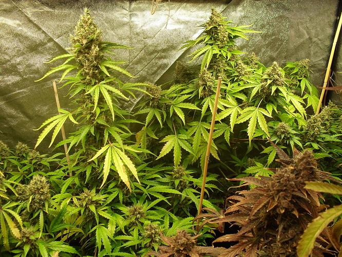 Growreport Bild 19