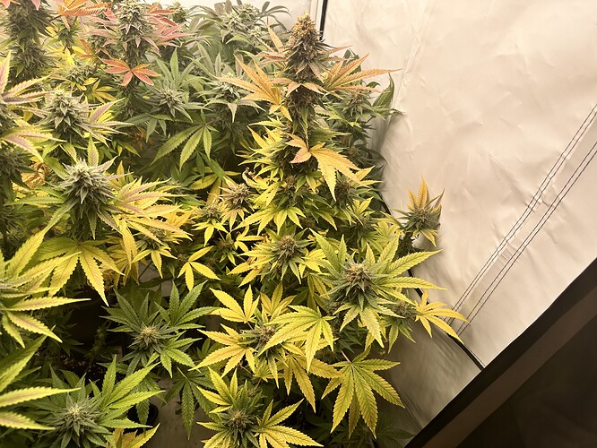 Growreport Bild 3