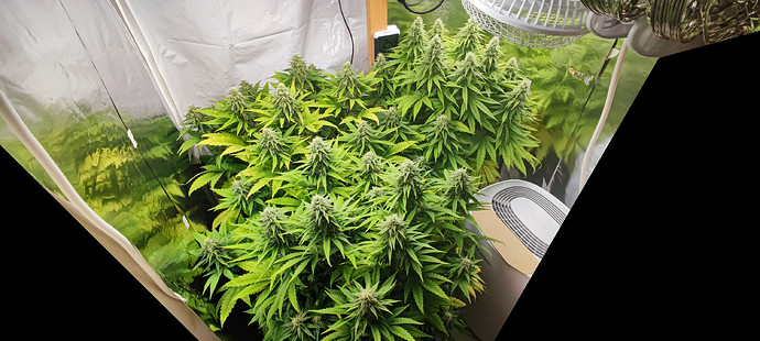 Growreport Bild 1