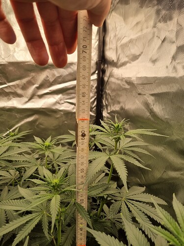 Growreport Bild 36